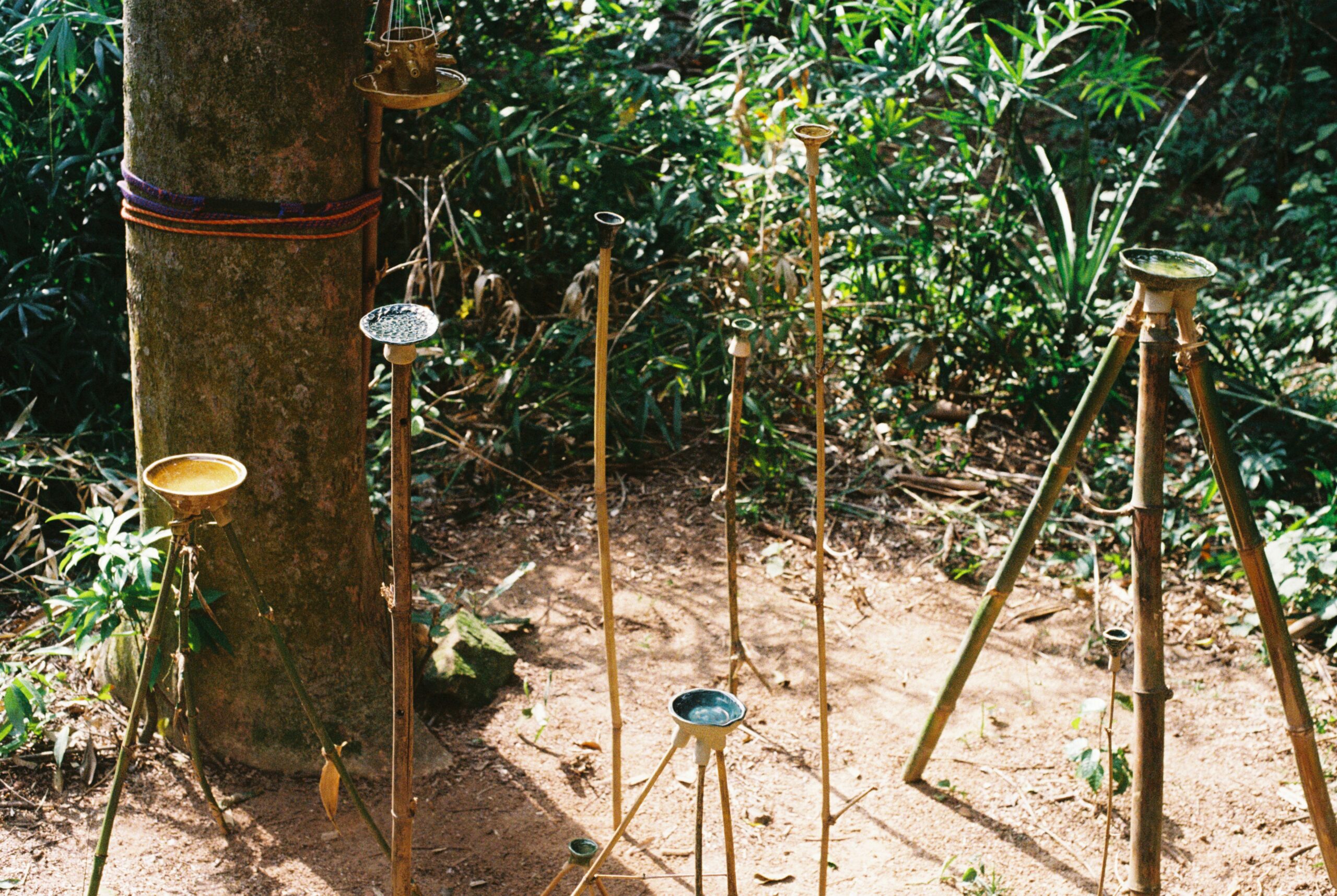 Free birds and bees observatory